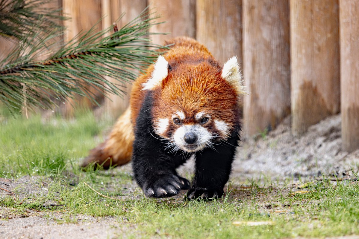 ZooBoise's tweet image. Red Panda Experiences are back!
Observe red panda behaviors - like training, enrichment, and/or feeding - followed by a private keeper talk. $40 & $25 for each additional guest (up to 6 people). Daily at 9:30AM. Must be booked at least a week in advance. zooboise.org/visit-the-zoo/…