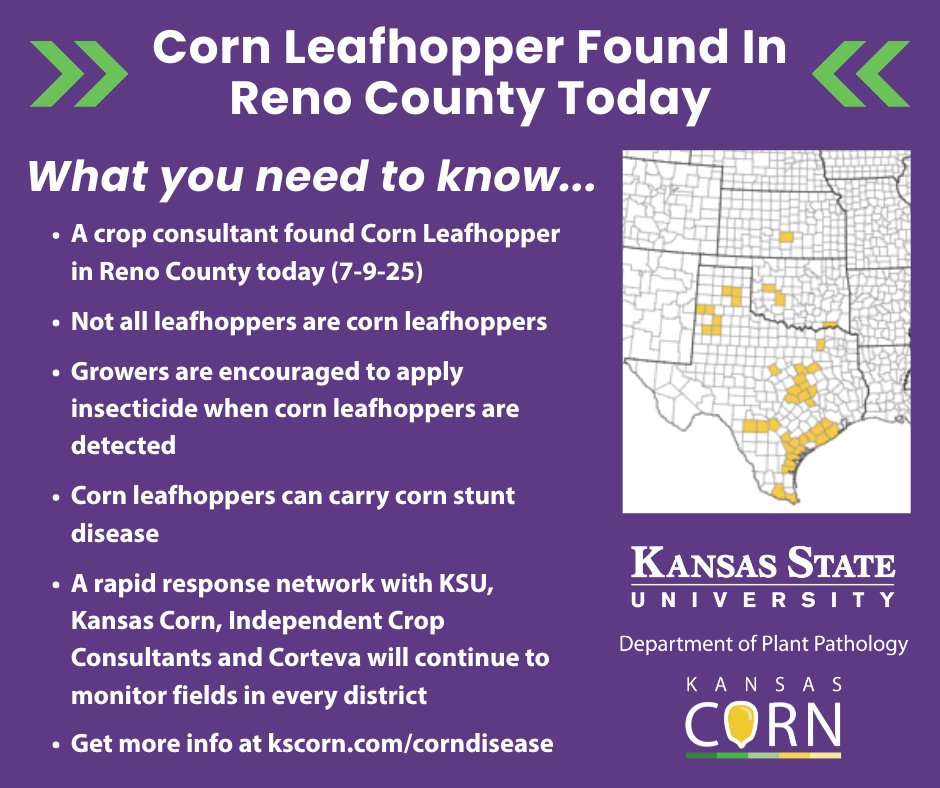 kscorn's tweet image. Corn Leafhopper was confirmed in Kansas today in Reno County. Our statewide rapid response network with continue to monitor for corn leafhoppers which can carry corn stunt disease. Get all the information at kscorn.com/corndisease