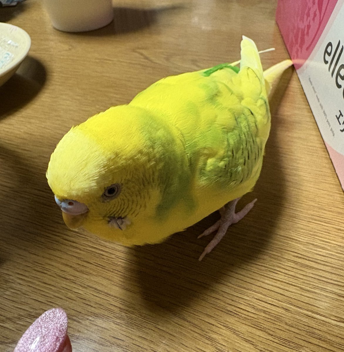 やばい💦
少しお太りになられた💦