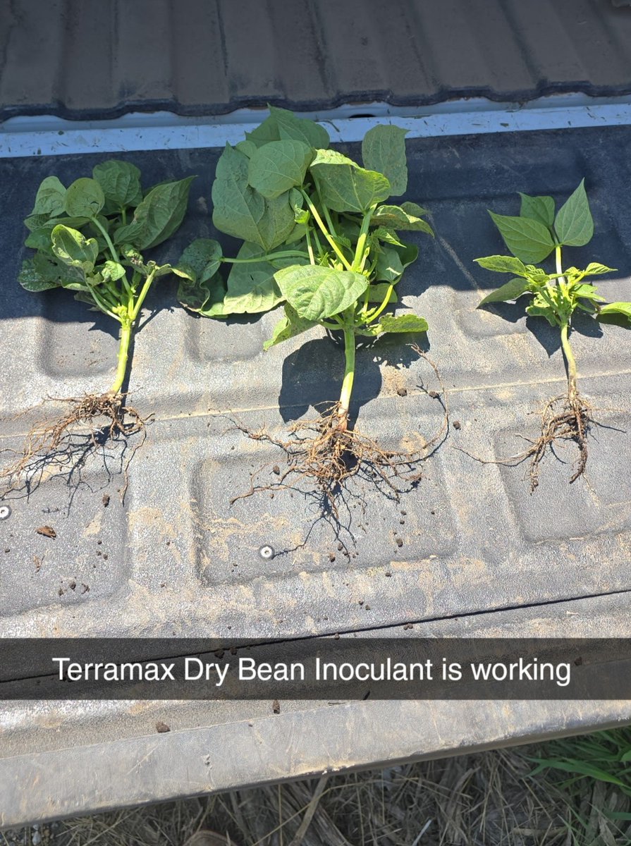 We’ve been enjoying all the root dig photos rolling in from growers using Terramax liquid field bean inoculant.  
TerraMax liquid field bean inoculant: 
-Increases usable Nitrogen availability within the plant 
-Increases nodulation and root growth
