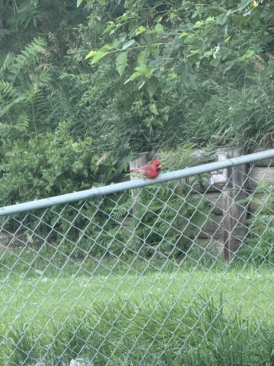 When the wife’s dad passed the next morning a red cardinal appeared, did 3 flips and flew off. Last night my uncle passed, this morning when I went in my backyard and a red cardinal appeared, it chirped at me for several seconds then flew away. The lord works in mysterious ways