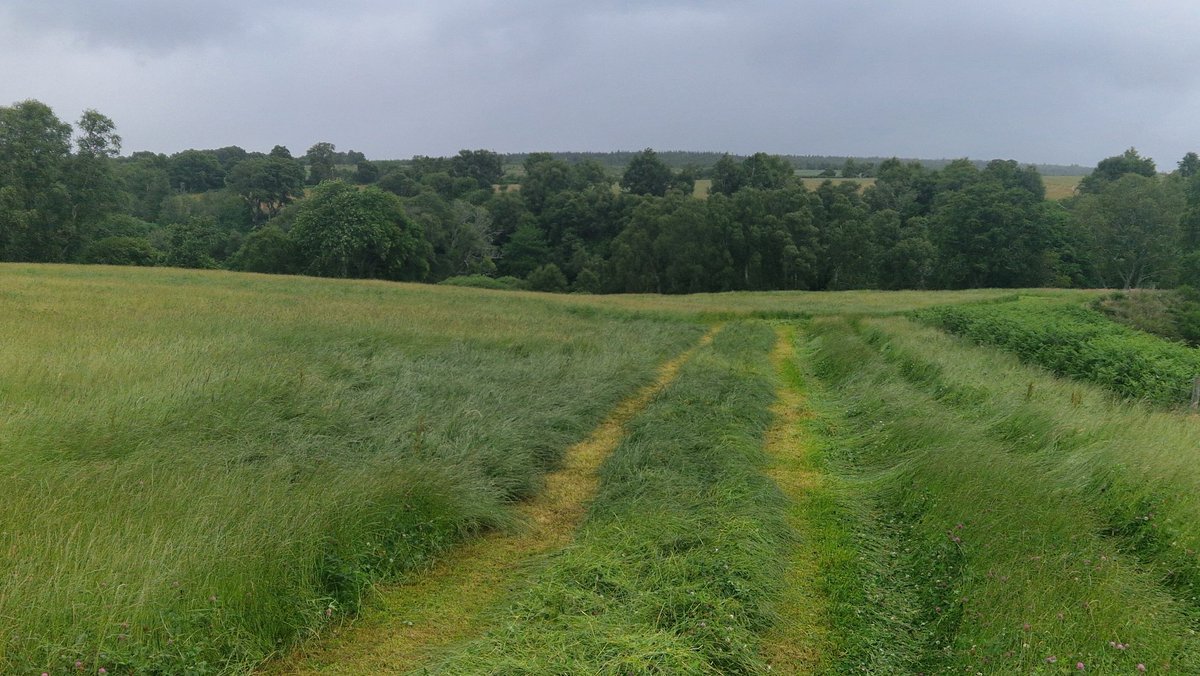 EdinvaleFarm's tweet image. Quality Tucker!! 🍀🌱

Pretty chuffed with this. Reseeded with @GrassSc Endurance plus red clover last year. Not seen a gram of fert and has been pretty drouthy this year, but has really bounced this last wee while. This will be targeted for our young stock this winter.