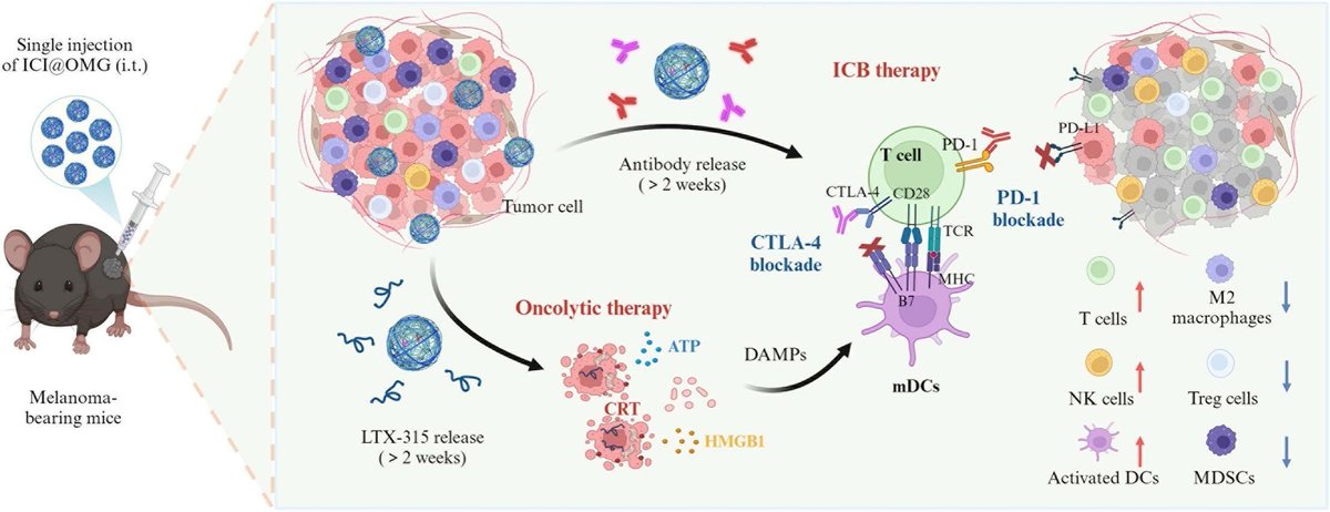 JCRnEDITORS's tweet photo. Oncolytic microgels with regulated antibody release augment tumor immunotherapy.
| Chao Deng, Soochow Univ.|
[50 days' free access]
#microgel #antibody 
https://t.co/Xr7DmM9WJF https://t.co/zopCeCWI41