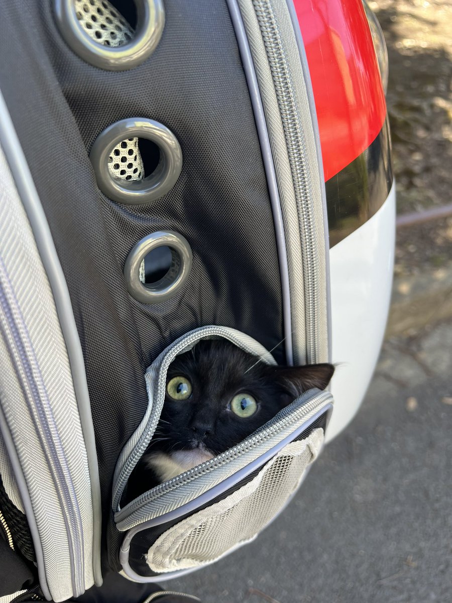 動物病院行くなんて聞いてない