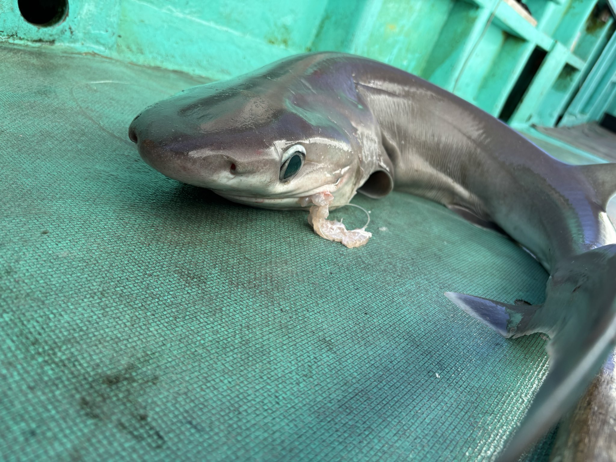 サメ オ―シャンワールド シュモクザメLMC /Ocean World LMC