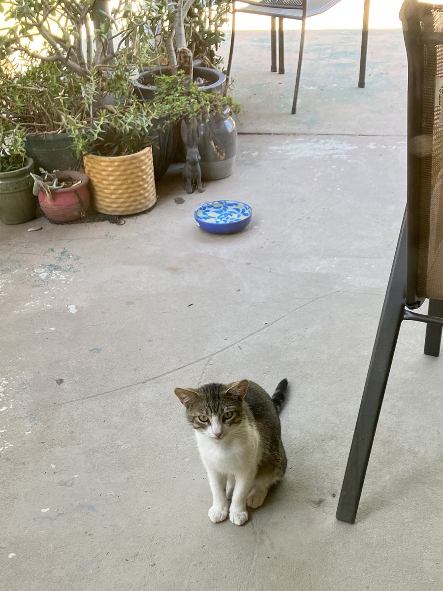 floofyAnimal's tweet photo. #floofy #murderFloof Gandalf
Too wiley to catch,
but sits on our back porch like a good boy at meal times. https://t.co/NklSMS7J56