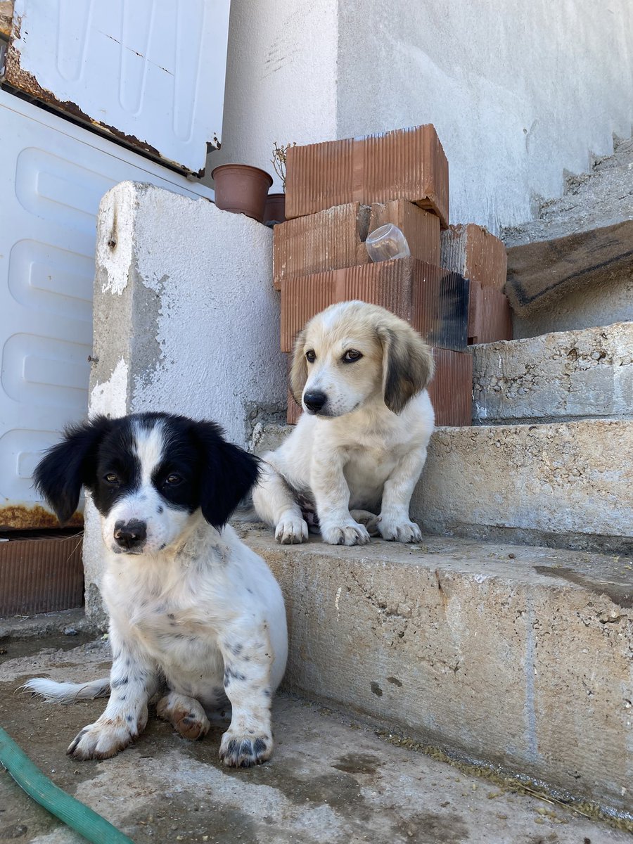 Merve Biliç (@bilicing44) on Twitter photo Yuva bulunmazsa maalesef barınağa götürücekler 🥺 İzmir ve Aydın içi yuva bulunur mu 🥺 <a href="/bendogurdum/">🪼Denizanası 🪼</a> <a href="/denizanasi3/">Sevgi Solak🌳🌼🐱</a> <a href="/IzmirYuva/">YUVA ARIYORUZ ! İZMİR</a> <a href="/izmirgibiyiz/">izmirgibiyiz 🇹🇷</a> <a href="/izmirdecevirme/">Izmir Çevirme Radar</a> <a href="/izmirdesondk/">İzmir'de Son Dakika</a> Yuva bulunmazsa maalesef barınağa götürücekler 🥺 İzmir ve Aydın içi yuva bulunur mu 🥺 <a href="/bendogurdum/">🪼Denizanası 🪼</a> <a href="/denizanasi3/">Sevgi Solak🌳🌼🐱</a> <a href="/IzmirYuva/">YUVA ARIYORUZ ! İZMİR</a> <a href="/izmirgibiyiz/">izmirgibiyiz 🇹🇷</a> <a href="/izmirdecevirme/">Izmir Çevirme Radar</a> <a href="/izmirdesondk/">İzmir'de Son Dakika</a>