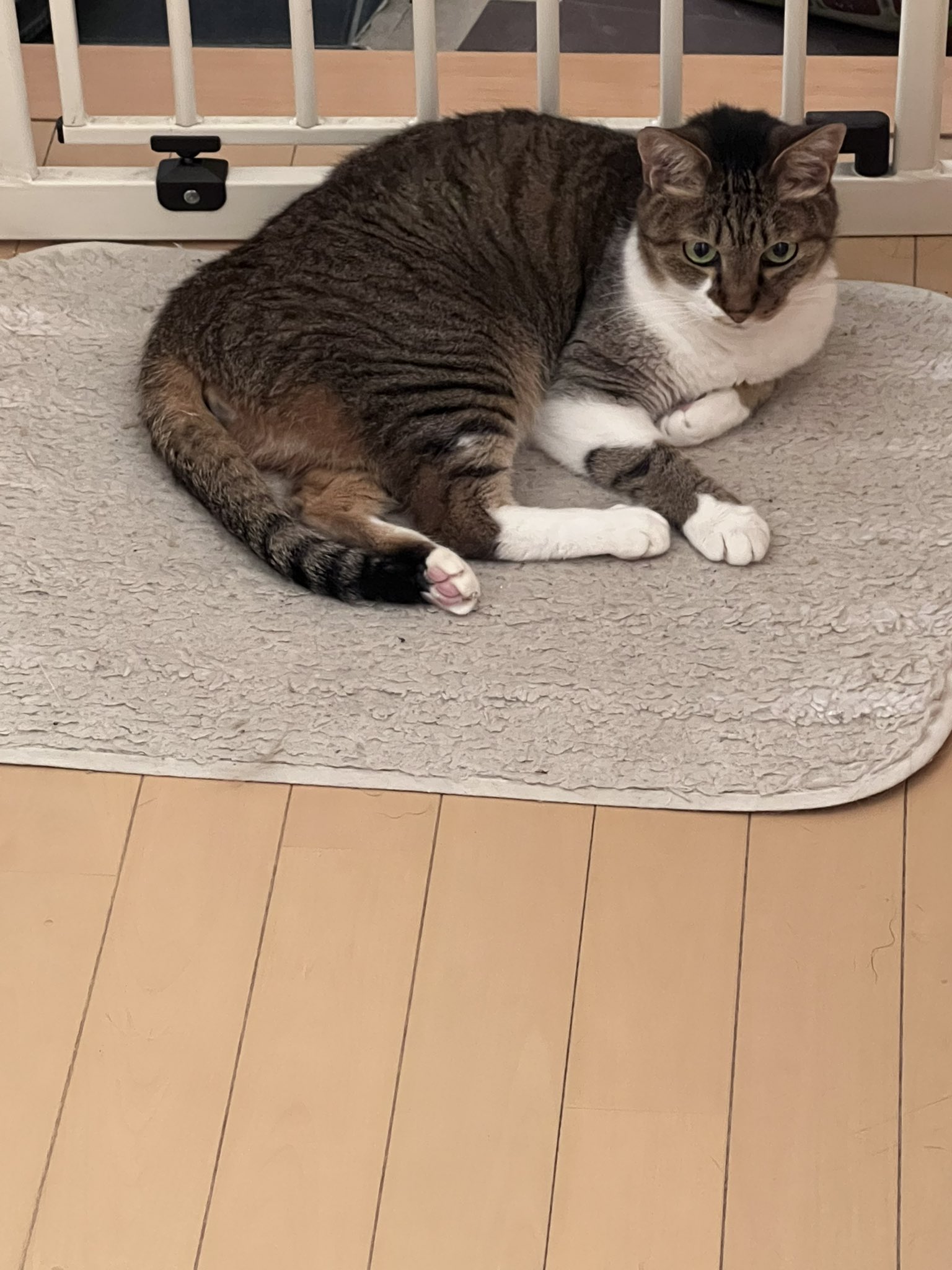 ささみ on X: 