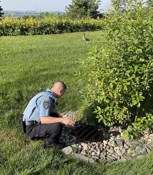 EdenPrairiePD's tweet image. Duck yeah!
EPPD CSO, EPPD Animal Control and @CityofEdenPrairie Public Works employee joined together to save 5 ducklings on Monday.
edenprairie.org/Home/Component…