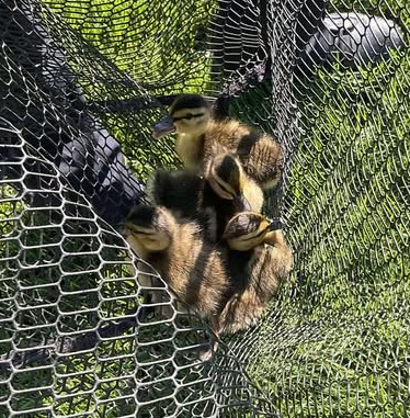 EdenPrairiePD's tweet image. Duck yeah!
EPPD CSO, EPPD Animal Control and @CityofEdenPrairie Public Works employee joined together to save 5 ducklings on Monday.
edenprairie.org/Home/Component…