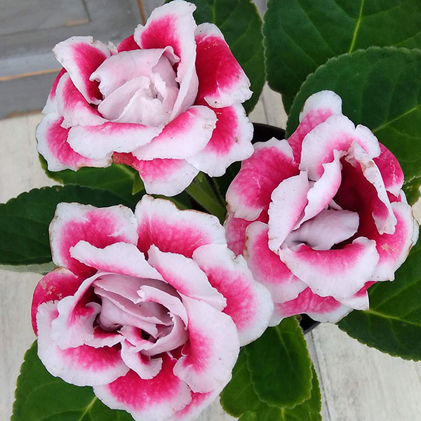 おはようございますっ

(｡･･｡)ｵﾊｯ

ﾓｸﾓｸ木曜日🌳
7/10 で納豆の日
高血圧予防や血圧サラサラ
腸活、免疫機能の維持などの
ｽｰﾊﾟｰﾌｰﾄﾞです
食べといて損は無いですよー

誕生花はグロキシニア
花言葉は
「華やかな日々」「艶麗」「媚態」
綺麗ですねー

今日も笑顔で
良き1日を🍀
