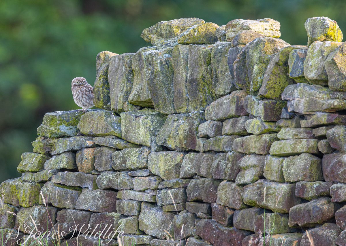 Juvenile little owl