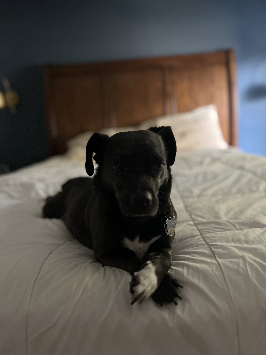 pickles has been extra cunty of late, she knows her daddies are about to abandon her for bear week soon and she does NOT approve