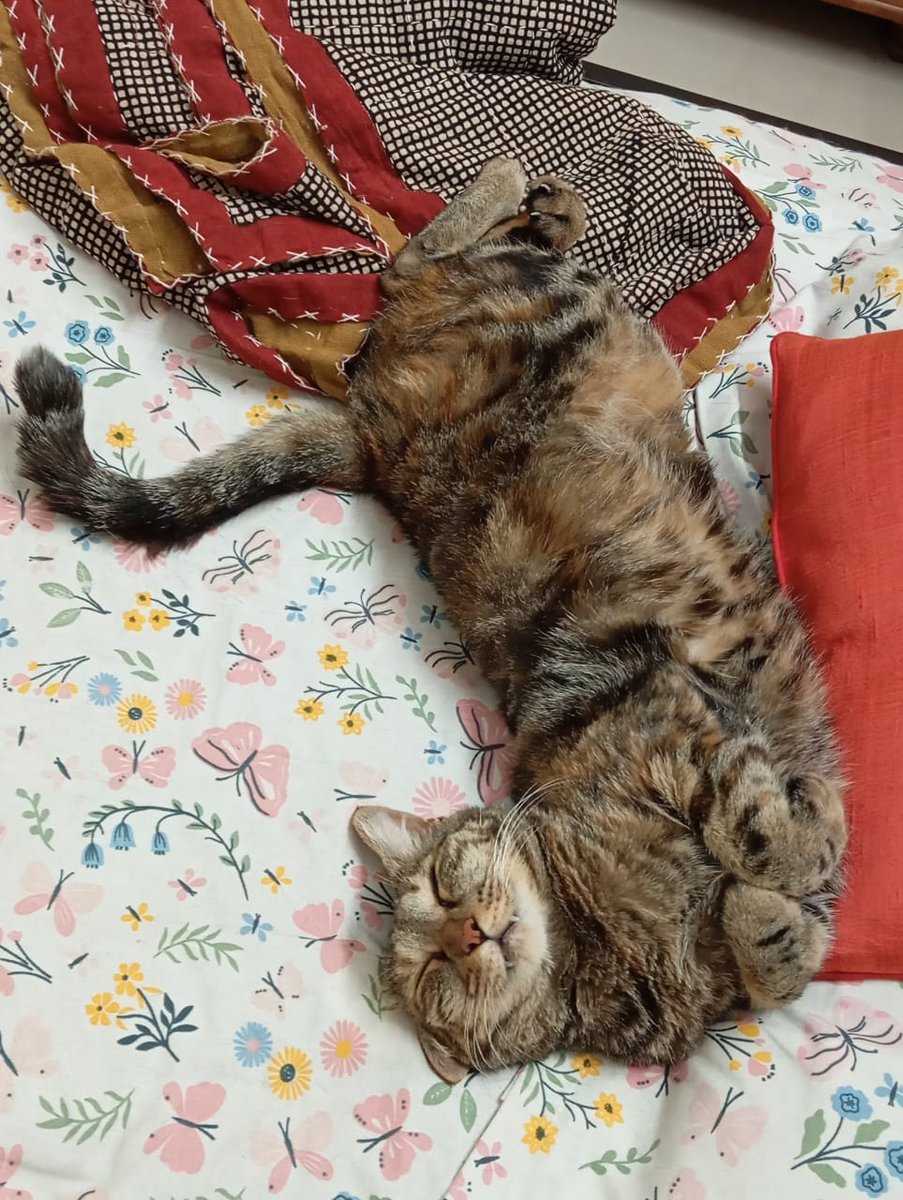 Could not fall asleep so completed a long-in-draft-stage blog piece (not very happy with this but....)   

Who is the crazy cat lady? And what’s wrong with being one?! 

medium.com/p/who-is-the-c…

And here are two of my crazy self's cats :)