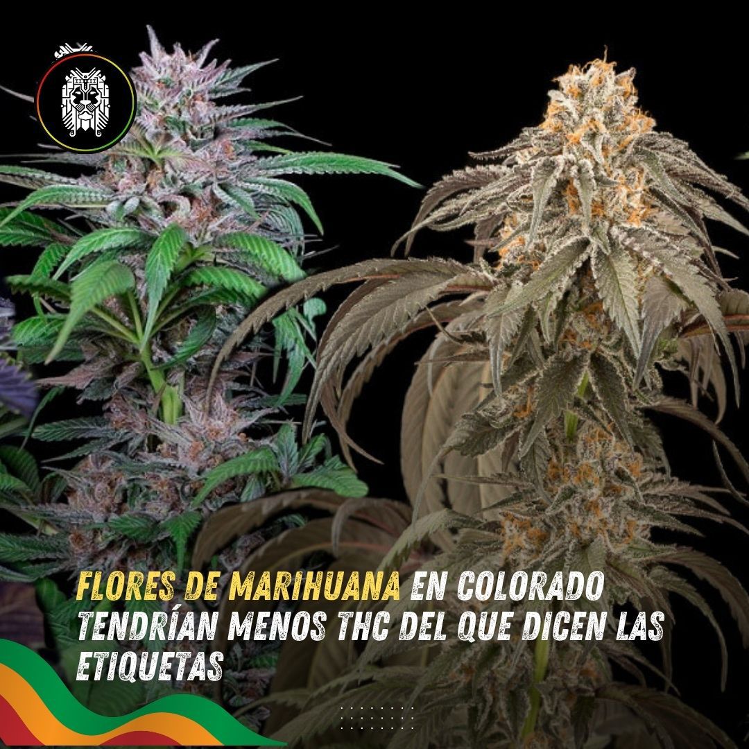 rootslandmx's tweet image. ¿Confías en el porcentaje de THC que dice tu flor de cannabis? 
 🚨 Un nuevo estudio muestra que muchos productos tienen mucho menos THC del que prometen. 
Conoce todos los detalles: bit.ly/4eLs8Sy  
#CannabisLegal #FraudeDeTHC #Colorado