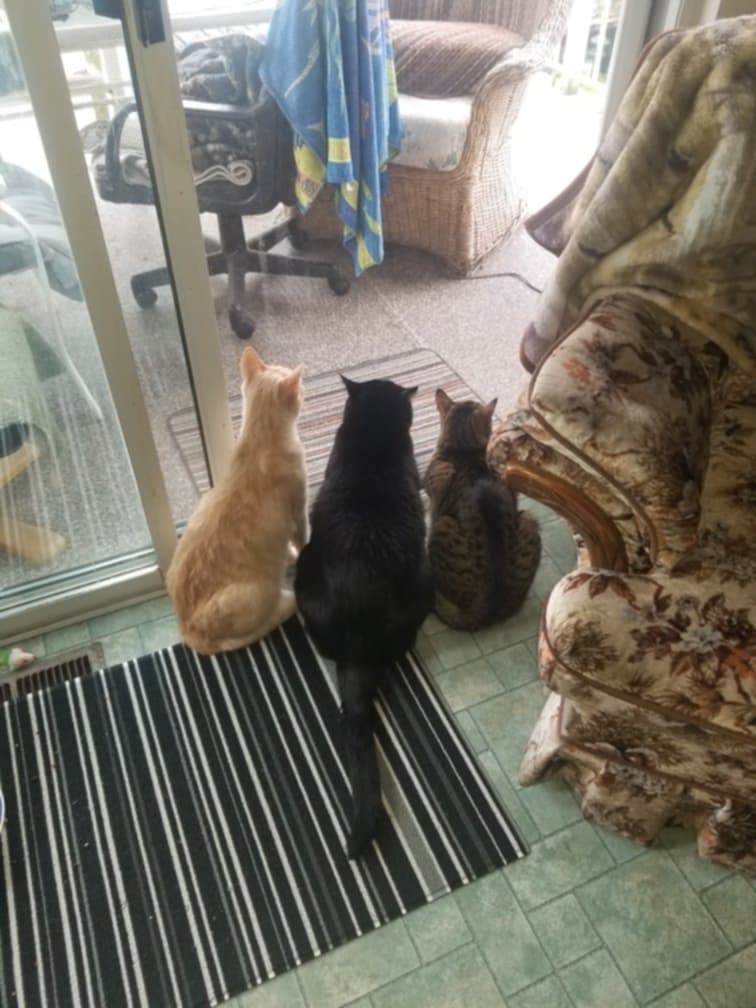 Someone please tell these cats when the rain is going to stop.
