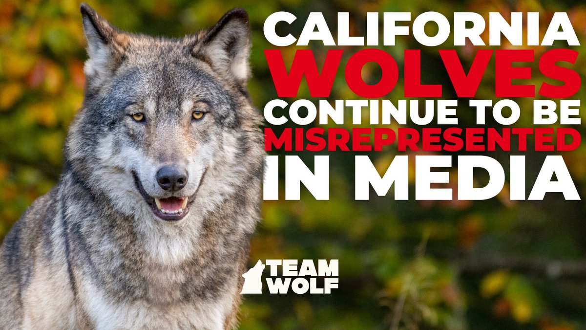 Another one-sided wolf story—this time from NPR.

Ranchers claim CA wolves are a growing threat. But the facts? Confirmed losses are rare, wolves need to recover, &amp; nonlethal tools WORK.

Read it (or don’t): bit.ly/44mWk2M
Take action: TeamWolf.Org