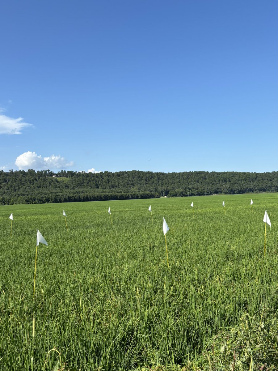Kevin Lawson (@faulkneruada) on Twitter photo Sprayed the first application of a fungicide timing demonstration in #rice today targeting false and kernel smut. I will spray again next week and once more in two weeks then rate for smut control. 🌾🌾🌾 <a href="/AR_Extension/">Arkansas Cooperative Extension Service</a> <a href="/AginArk/">UA System Div of Ag</a> Sprayed the first application of a fungicide timing demonstration in #rice today targeting false and kernel smut. I will spray again next week and once more in two weeks then rate for smut control. 🌾🌾🌾 <a href="/AR_Extension/">Arkansas Cooperative Extension Service</a> <a href="/AginArk/">UA System Div of Ag</a>