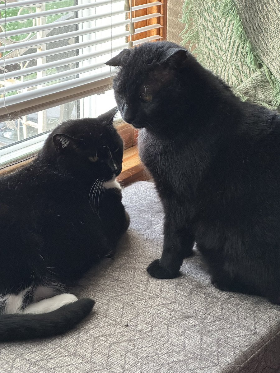 ReaganAndWonky's tweet image. W: momb wood nevar forgor the us, rite?
R: ime haf somb noos….