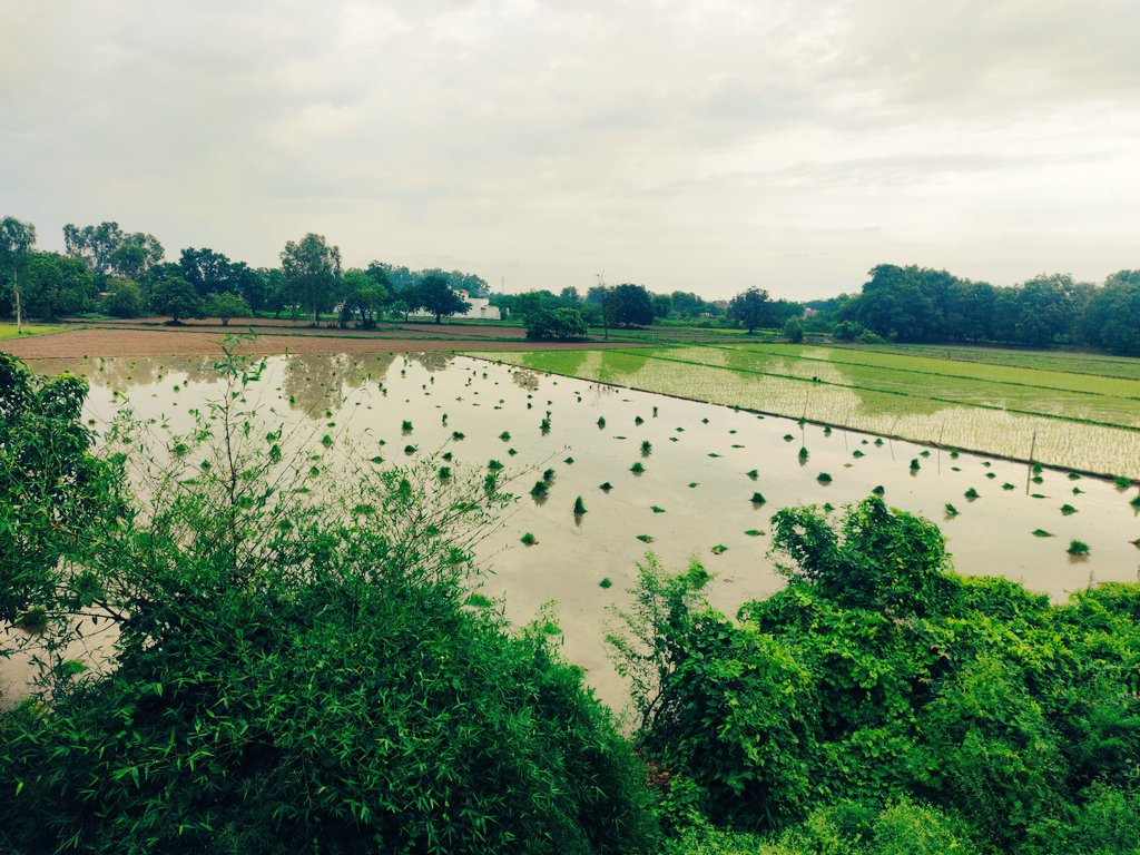 दिन भर ट्वीटयाते रहते हो आ के धान लगाओ यहाँ
ध्याडि मिलेगी मै आज यहीं गया हूँ.... 😛😝👍🏻
#GuruPurnima #DecadeofBaahubaliReign 
#good_morning #farmers