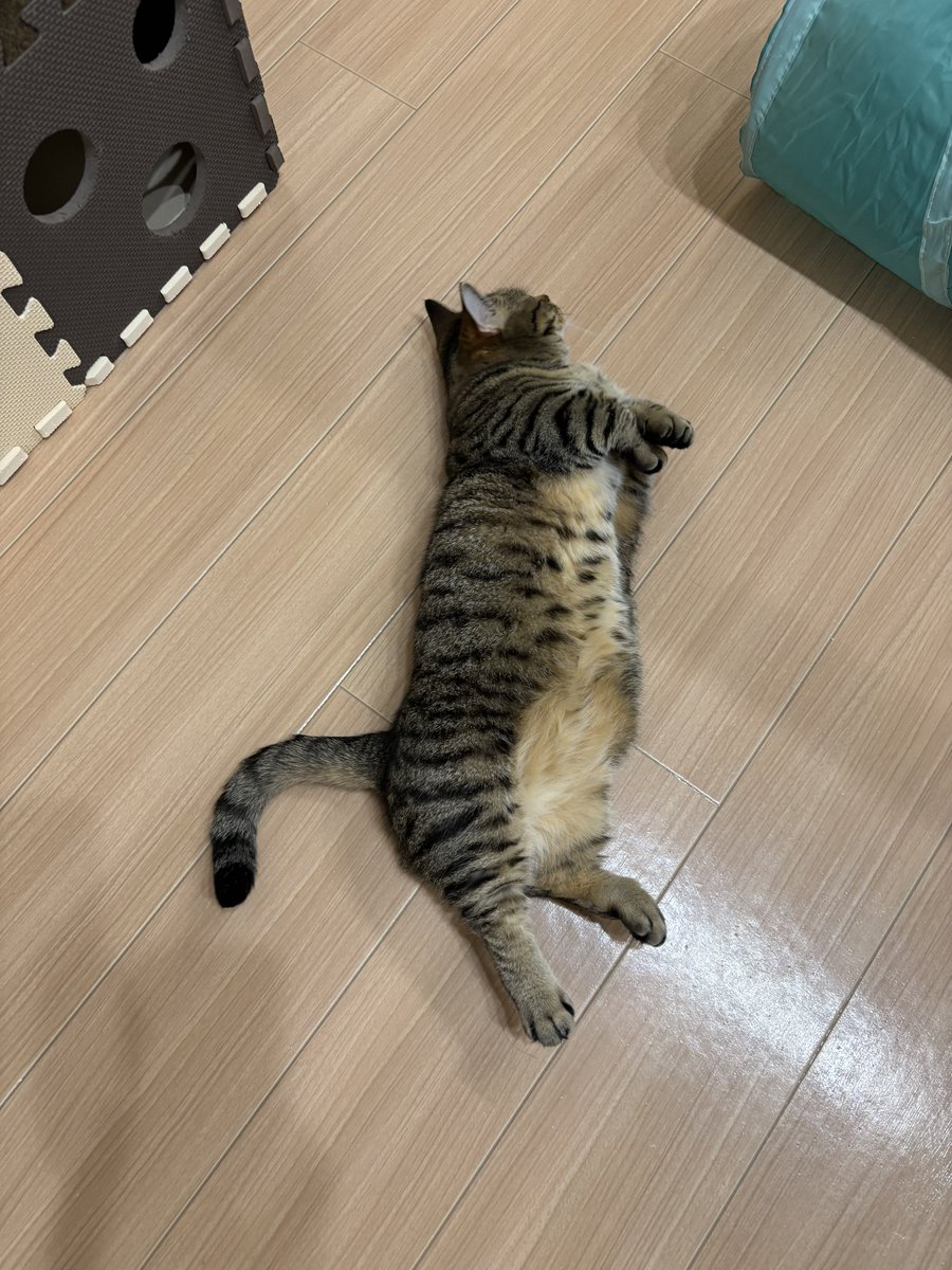 monamofumofu's tweet image. 落ちていらっしゃる…☺️