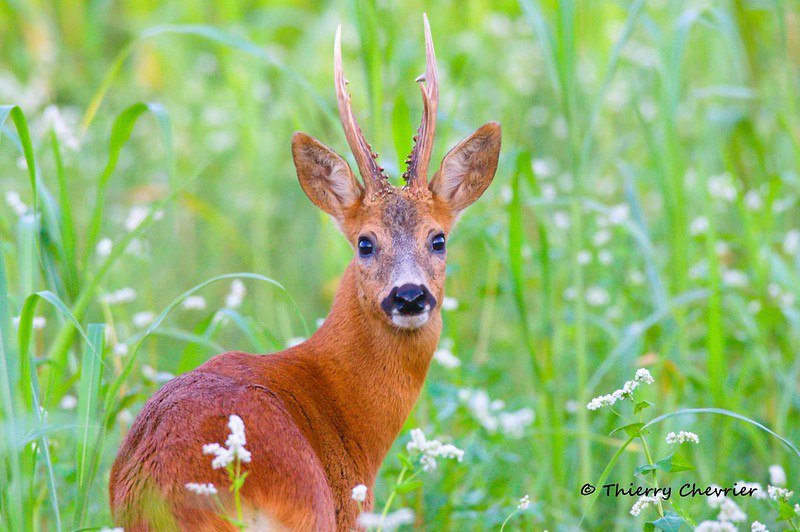 Deerposts (@deerpostss) on Twitter photo 