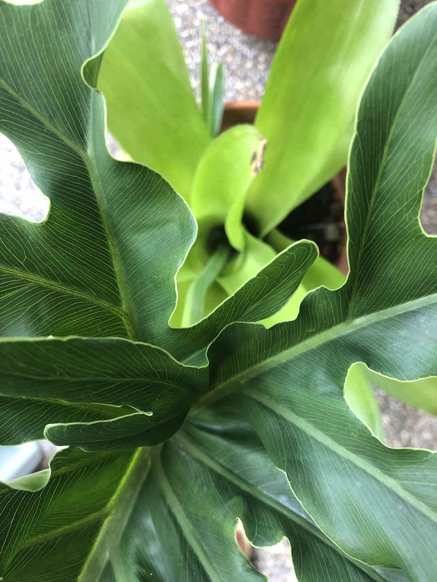 chie_trek's tweet photo. If u have a big plant like this, with like a pitcher in d middle that catches water, you can place a leaf cutting in that pitcher part ;) #gardening #plants #leaves #garden #hardin https://t.co/i2kFcXrApY