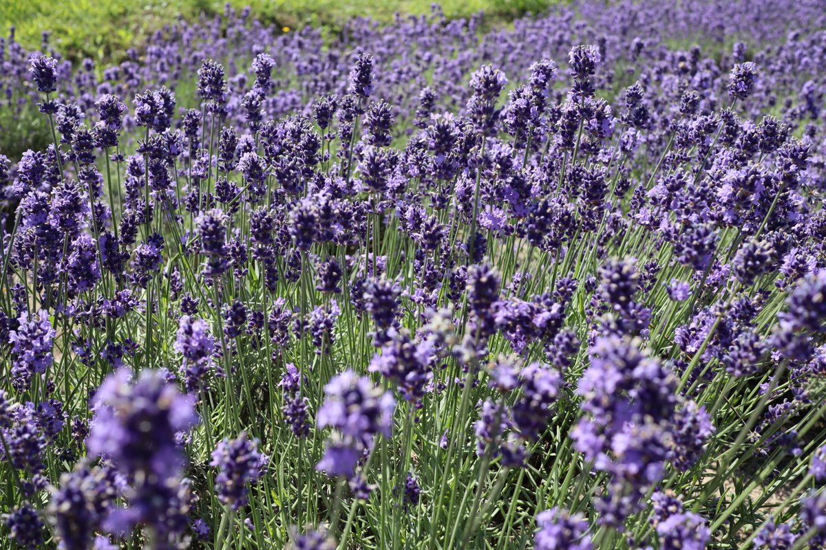 【ラベンダー開花情報更新のお知らせ】

本日ラベンダーの経過観察を行いました。
早咲きも遅咲きも満開を迎え、朝から沢山の人で賑わっています。
交通には十分ご注意の上、ラベンダーをお楽しみ下さい。
今週末から夜のライトアップも始まりますよ♪