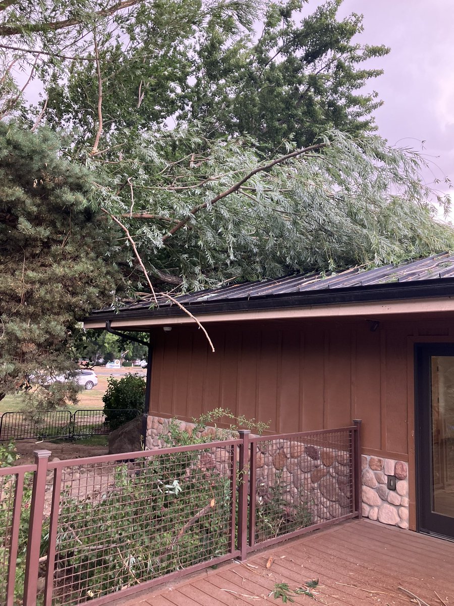 mayor_chadwick's tweet image. This wind storm was brutal. Please everyone stay safe. These trees are ones we lost at City Hall, The Star Riverhouse and Freedom Park. There are many others down all over town. If you have a neighbor who needs help with a down tree, do the Star Way and lend a hand. But…