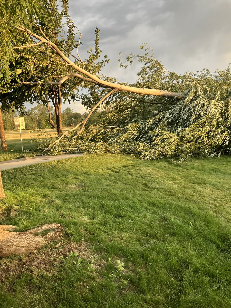 mayor_chadwick's tweet image. This wind storm was brutal. Please everyone stay safe. These trees are ones we lost at City Hall, The Star Riverhouse and Freedom Park. There are many others down all over town. If you have a neighbor who needs help with a down tree, do the Star Way and lend a hand. But…