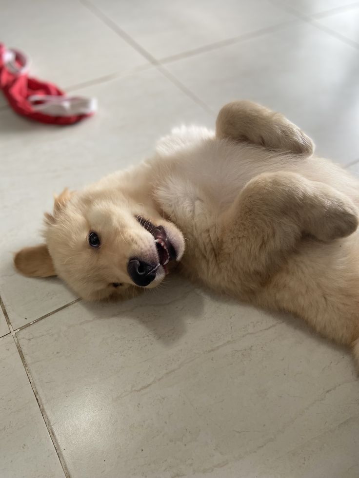Popularpuppies3's tweet photo. https://t.co/ehvkBXNpMY