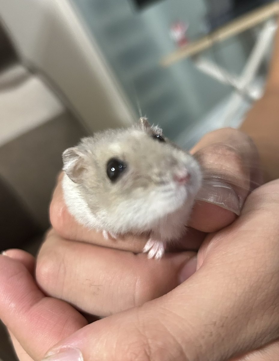 FlareWhite's tweet image. 【紹介】
水棲生物が主ですが、こやつだけはハゲが治らず販売不可となり、引き取りました。

顔はイマイチですが、性格はとても大人しく、家に来てからはハゲも治り病気もせず今に至ります
生まれて2年が経過しました

名前は「ハムタス・ハゲタス」♀
通称「ハゲ」
