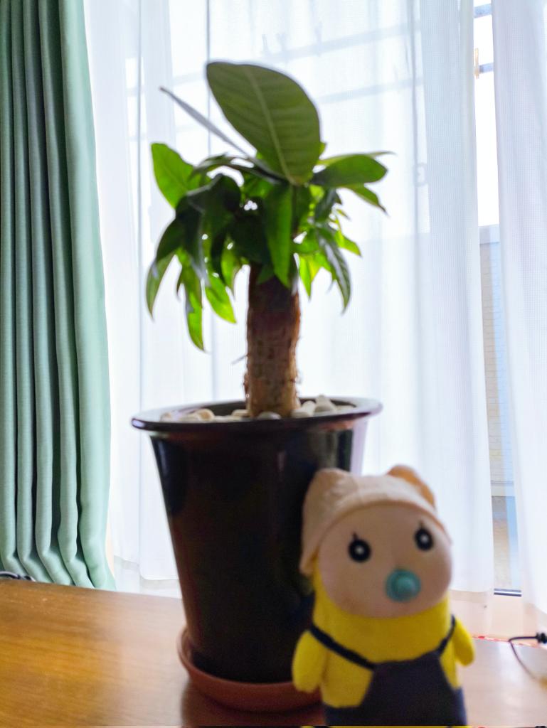 おはようございます
曇り空です
今年1月から育てていたパキラちゃんが2倍の大きさに成長しまして😳
植え替えたら大きな鉢にちょうど？
成長が早くて驚きやら嬉しいやら
置き場所考えなくては…🤔

今日も素敵な日になりますよう🍀✨

#植物が好き  #花が好き  #めめたんと朝