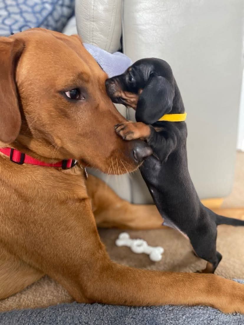 Dachshund (@daschundlovers2) on Twitter photo 