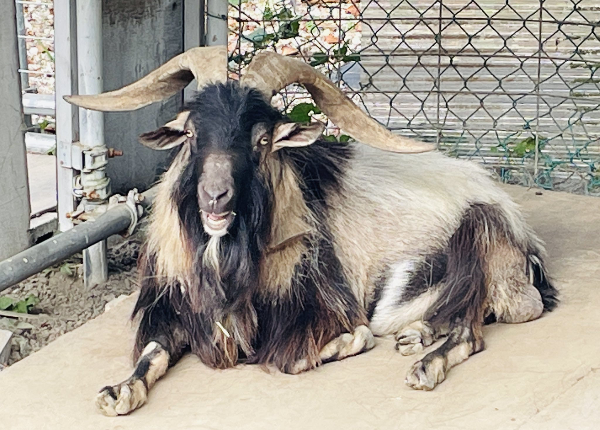 ヤギ様 ミミナガヤギ | 動物図鑑 | ZFC.jp