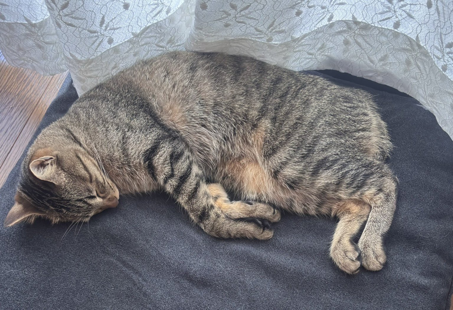 【ねこむー】 ﾑｰ on X: 