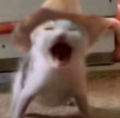 Best game of the series so far omg 
#T1WIN #MSI2025