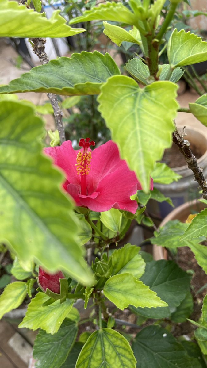 Razia (@raziasworld) on Twitter photo May the miracles of nature fill your soul with colors of JOY.
<a href="/DavidMariposa1/">David</a> <a href="/KalyaniMuktevi/">Kalyani Sharma</a> <a href="/kbiqbal777/">k.b.iqbal</a> <a href="/Kri_Te_Acharya/">బొట్టు శీను</a> <a href="/FarhaSyeda1/">Syeda Farha</a> <a href="/BrainnPower/">🦚My Green Zone🦚</a> May the miracles of nature fill your soul with colors of JOY.
<a href="/DavidMariposa1/">David</a> <a href="/KalyaniMuktevi/">Kalyani Sharma</a> <a href="/kbiqbal777/">k.b.iqbal</a> <a href="/Kri_Te_Acharya/">బొట్టు శీను</a> <a href="/FarhaSyeda1/">Syeda Farha</a> <a href="/BrainnPower/">🦚My Green Zone🦚</a>