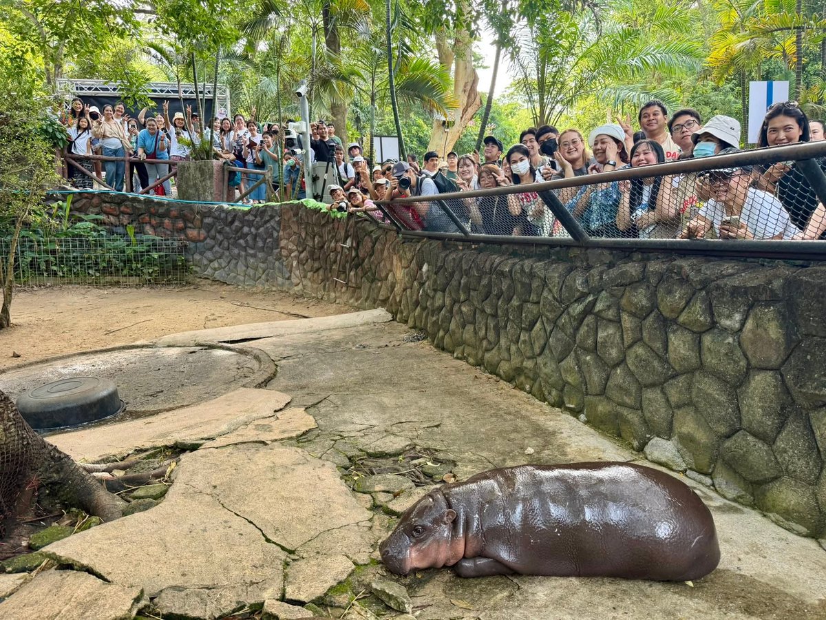 ขอบคุณที่กลับมาหาหมูเด้ง 🦛❤️ 
งานมี10-13 ครับเด็กเข้าฟรี
#hippo #PygmyHippo #ขาหมูแอนด์เดอะแก๊ง #หมูเด้งจะเด้งกี่โมง #Moodeng #พี่ขาหมู #สวนสัตว์แปลกเขาเขียว