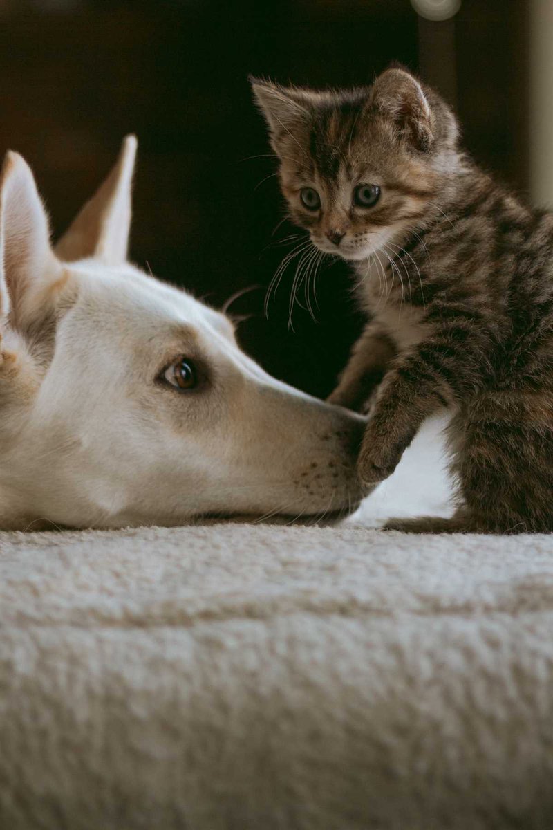 marckorenberg's tweet photo. 🐶 🐱 Every day is better with a loyal pet by your side. Let’s celebrate the bond we share with our furry friends! 🐾 #AnimalLove #PetsAreFamily #DogLovers #CatLovers 🐾 https://t.co/Yyl1BQvTYB