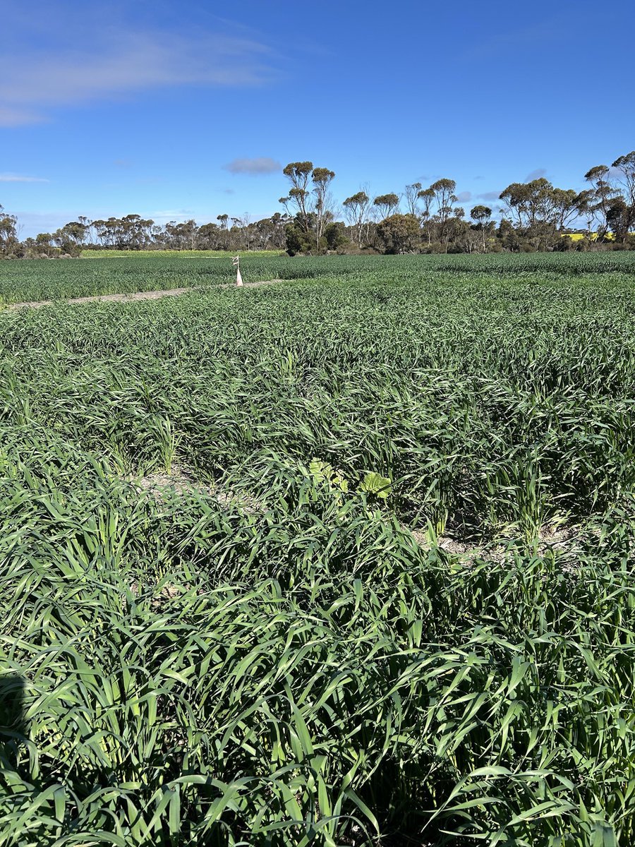 GRDC oat trial at Beaumont cranking along.TOS,Sowing Rates and Nitrogen Rates being investigated <a href="/theGRDC/">GRDC</a> <a href="/GRDCWest/">GRDC West</a> <a href="/SEPWA_ag/">SEPWA</a>