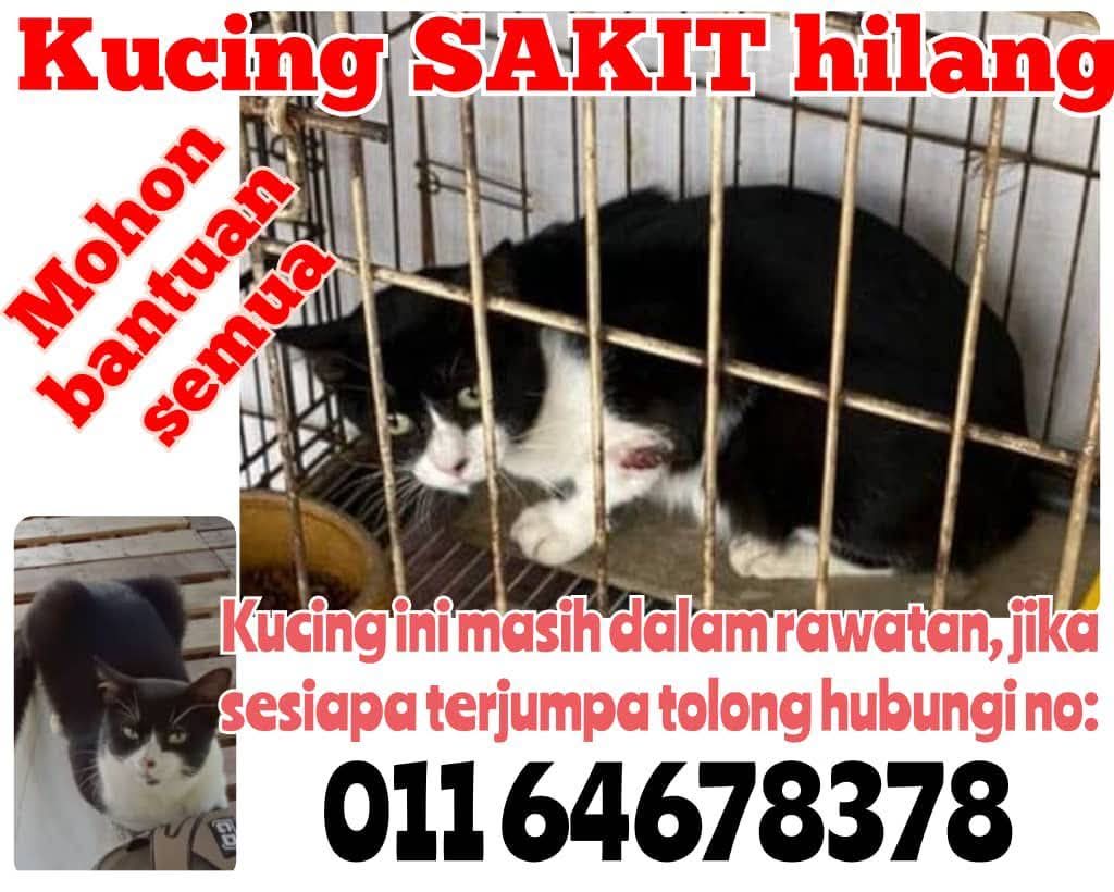 Mirul_Amirul (@mirulam05674851) on Twitter photo Assalamualaikum. Minta tolong sesiapa terjumpa, kucing hilang di Rantau Panjang, Klang.
Kucing masih dlm rawatan πππ
<a href="/StrayFreeFndn/">Stray Free Foundation</a> <a href="/FiskaYenitaFK_/">π¦π’π¨π°πΎ</a> <a href="/ninashakirax/">πͺ΅</a> <a href="/yemmeow/">emma</a> <a href="/ketengahketepi/">Shabina</a> <a href="/nabilfikran10/">πππ₯π₯π ππππ’ππ§βπ π§</a> <a href="/itsybitsymin/">min min π±</a> Help RT ya, thanks. Assalamualaikum. Minta tolong sesiapa terjumpa, kucing hilang di Rantau Panjang, Klang.
Kucing masih dlm rawatan πππ
<a href="/StrayFreeFndn/">Stray Free Foundation</a> <a href="/FiskaYenitaFK_/">π¦π’π¨π°πΎ</a> <a href="/ninashakirax/">πͺ΅</a> <a href="/yemmeow/">emma</a> <a href="/ketengahketepi/">Shabina</a> <a href="/nabilfikran10/">πππ₯π₯π ππππ’ππ§βπ π§</a> <a href="/itsybitsymin/">min min π±</a> Help RT ya, thanks.