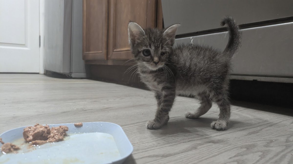 Clarque Shadows (@clarqueallen) on Twitter photo Fiona is the #FelineUprising's latest recruit!!!
#FostersSaveLives
<a href="/BenignVanilla/">@benignvanilla.bsky.social</a> <a href="/Vets4AP/">Veterans for Liberty</a> <a href="/SM4Tech/">XMooreS</a> <a href="/candymh46/">Candy πΊπΈ</a> <a href="/TylerDavisBooks/">Tyler Davis π³οΈβππ³οΈββ§οΈπ</a> <a href="/HotepDadMax/">Hotep Dad Max π₯π</a> <a href="/VegasStrong702/">VegasStrong702</a> <a href="/UncleZoGunTales/">Uncle Zo</a> <a href="/teemcee/">teemcee</a> <a href="/northwest8969/">JAY EL</a> <a href="/TetrisSorbet/">Your Wife's Boyfriend</a> <a href="/DaroJeffrey/">Jeffrey Daro</a> Fiona is the #FelineUprising's latest recruit!!!
#FostersSaveLives
<a href="/BenignVanilla/">@benignvanilla.bsky.social</a> <a href="/Vets4AP/">Veterans for Liberty</a> <a href="/SM4Tech/">XMooreS</a> <a href="/candymh46/">Candy πΊπΈ</a> <a href="/TylerDavisBooks/">Tyler Davis π³οΈβππ³οΈββ§οΈπ</a> <a href="/HotepDadMax/">Hotep Dad Max π₯π</a> <a href="/VegasStrong702/">VegasStrong702</a> <a href="/UncleZoGunTales/">Uncle Zo</a> <a href="/teemcee/">teemcee</a> <a href="/northwest8969/">JAY EL</a> <a href="/TetrisSorbet/">Your Wife's Boyfriend</a> <a href="/DaroJeffrey/">Jeffrey Daro</a>