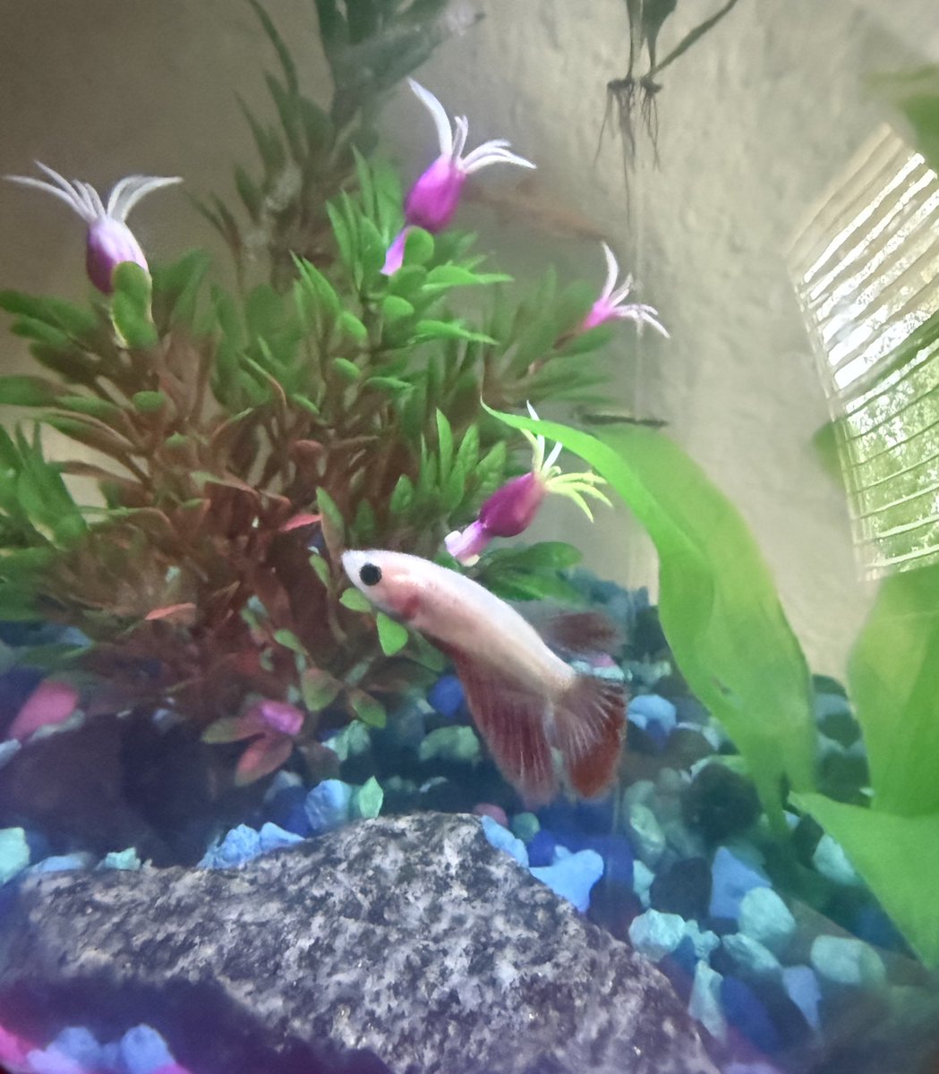 new baby girl for the tank :) 

meet Shrimp 💖