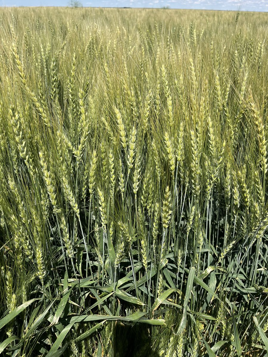 AAC Coldfront winter wheat!
Booking seed now.
We can deliver!
stampseeds.com/coldfront-wint…
#WestCdnAg