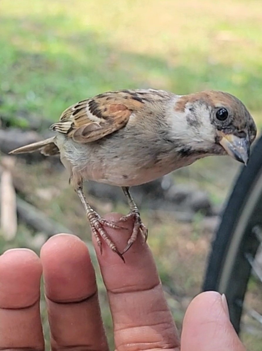 pi_pipi33's tweet image. スズメﾁｬﾝ👋♪
ｵﾊﾖｰｺﾞｻﾞｲﾏｽ 🐥(⁠•⁠ө⁠•⁠)⁠