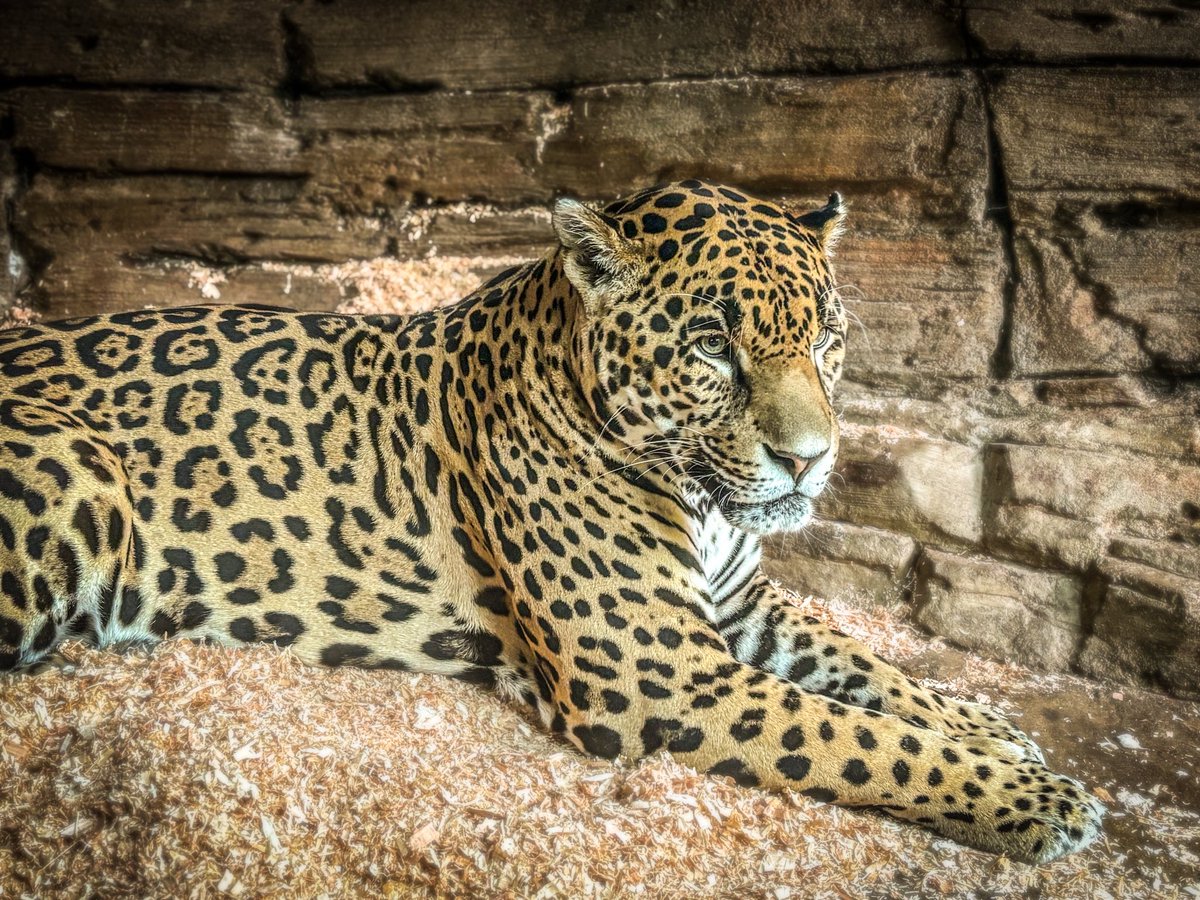 Drax122's tweet photo. Some photos of our beautiful boy Fitz, to grace your feeds today! 🐆 https://t.co/mPUsB2V4iU