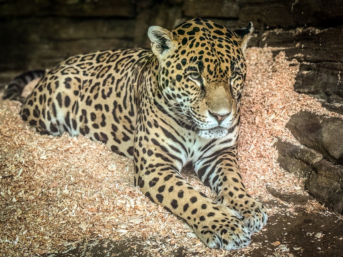Drax122's tweet photo. Some photos of our beautiful boy Fitz, to grace your feeds today! 🐆 https://t.co/mPUsB2V4iU