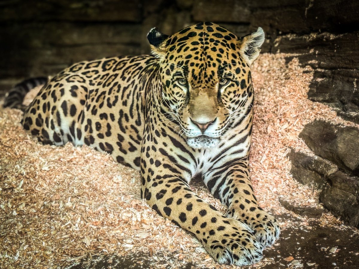 Drax122's tweet photo. Some photos of our beautiful boy Fitz, to grace your feeds today! 🐆 https://t.co/mPUsB2V4iU