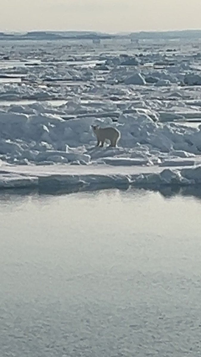 XR_Shadow_X's tweet photo. Polar bear spotted in the wild
(Excuse my shitty camera) https://t.co/I1NRqK4auv